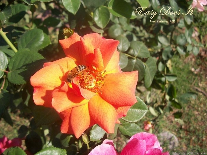 'Easy Does It ®' rose photo
