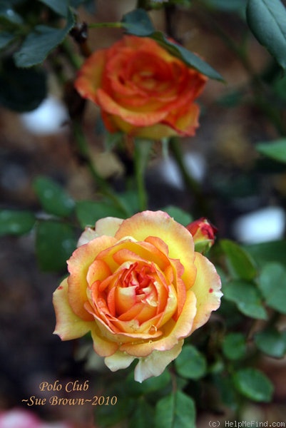 'Polo Club ™' rose photo