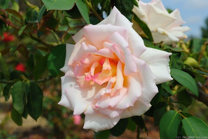 'Elizabeth Harkness ®' rose photo