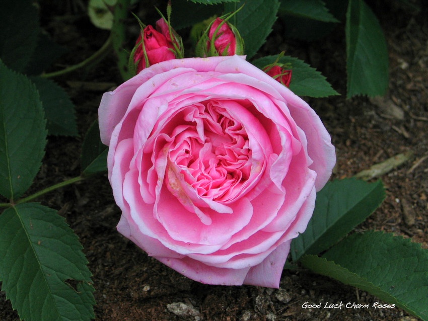 'Catherine Soupert' rose photo