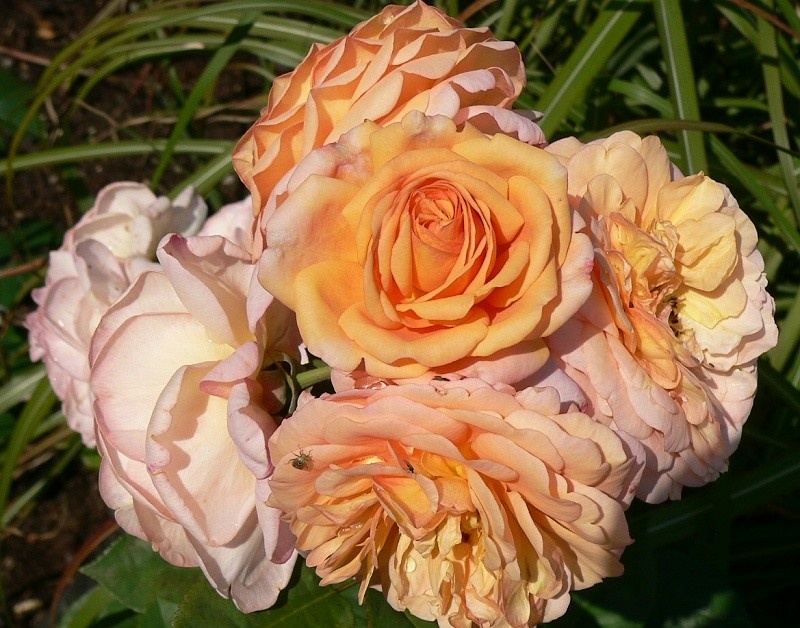 'AUSfather' rose photo
