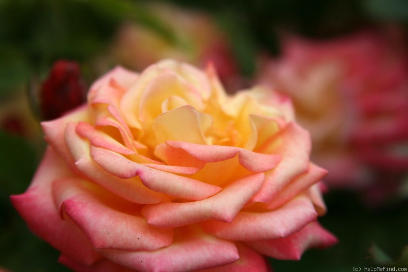 'Dream Come True ™ (grandiflora, Pottschmidt, 2006)' rose photo