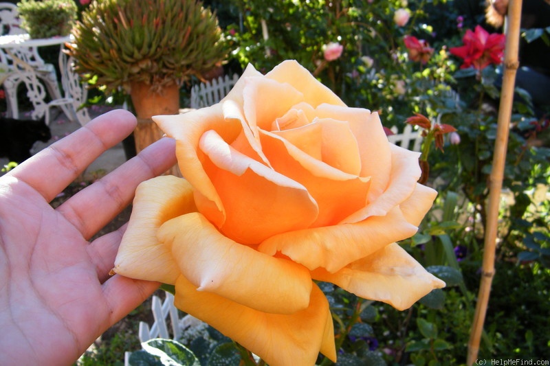 'Gold Medal' rose photo