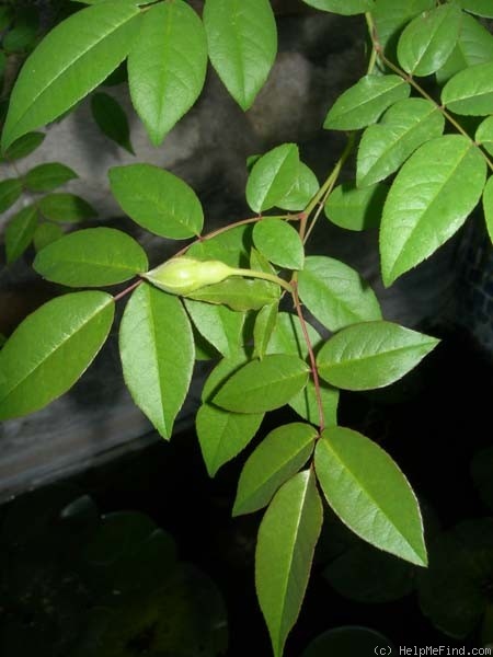 'Nella Fantasia' rose photo