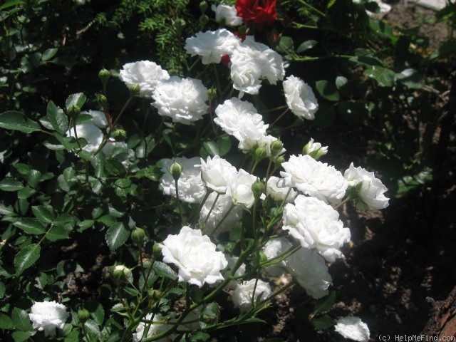 'Pixie' rose photo