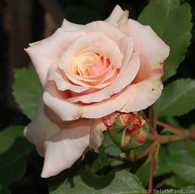 'Caramella ™ (shrub, Kordes before 2000)' rose photo