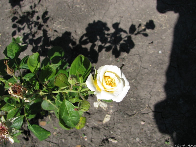'RSM X0 ' rose photo