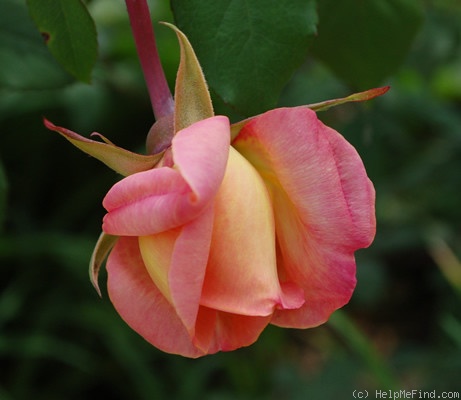 'Clementina Carbonieri (Tea, Lodi, 1913)' rose, click to enlarge 'Clementina Carbonieri (Tea, Lodi, 1913)' rose photo