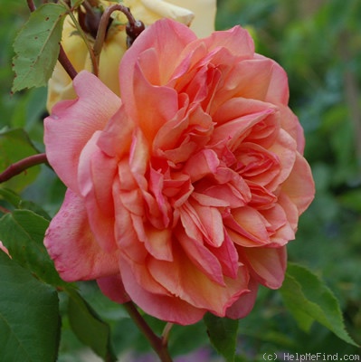 'Clementina Carbonieri (Tea, Lodi, 1913)' rose photo