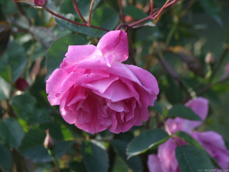 'Bengale Camellia (china, unknown, by 1824)' rose photo