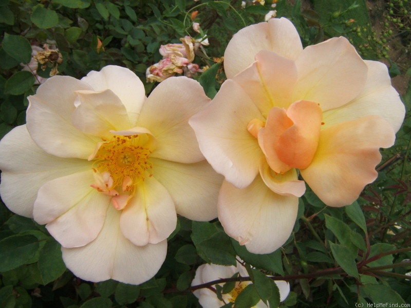 'Lemon Tea' rose photo