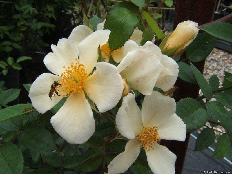 'Citronella (climber, Scarman, 2007)' rose photo