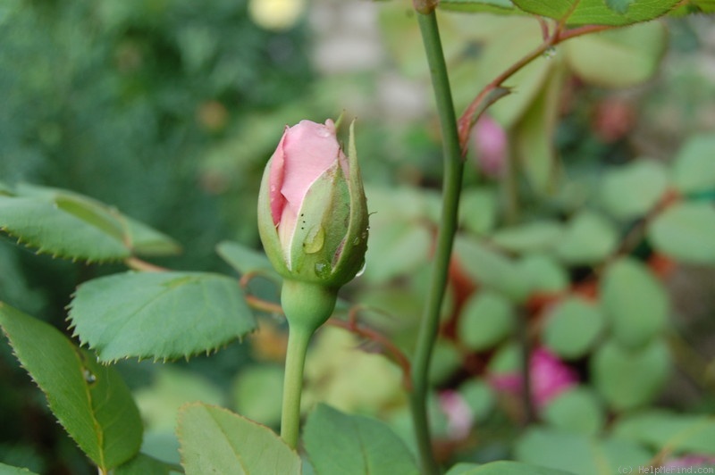 'Theo Zwygart ®' rose photo