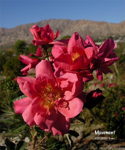 'Movement' rose photo