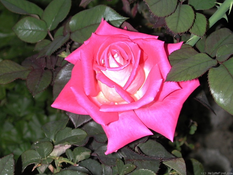'Front Page ™ (hybrid tea, Winchel 2000)' rose photo