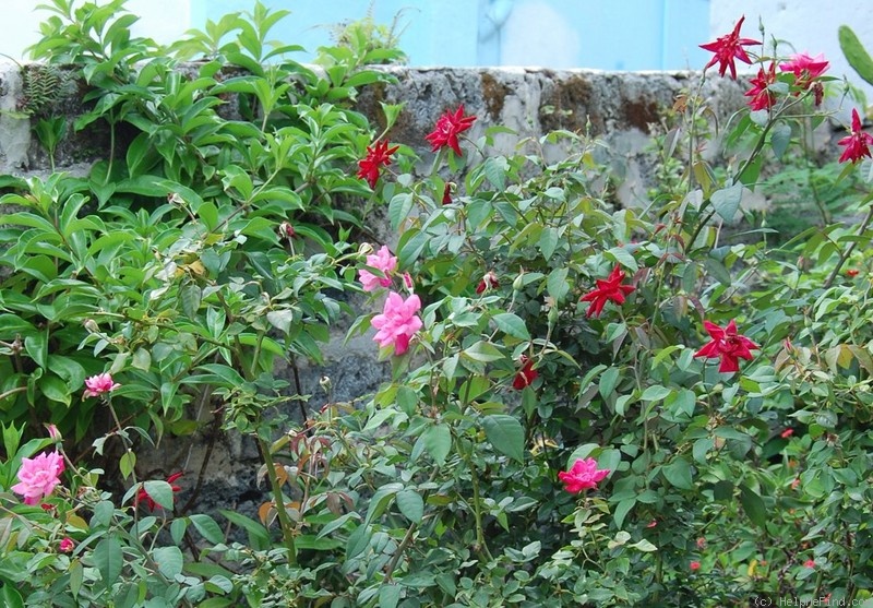 'Archiduc Charles (china, Dubourg/Laffay, 1825)' rose photo