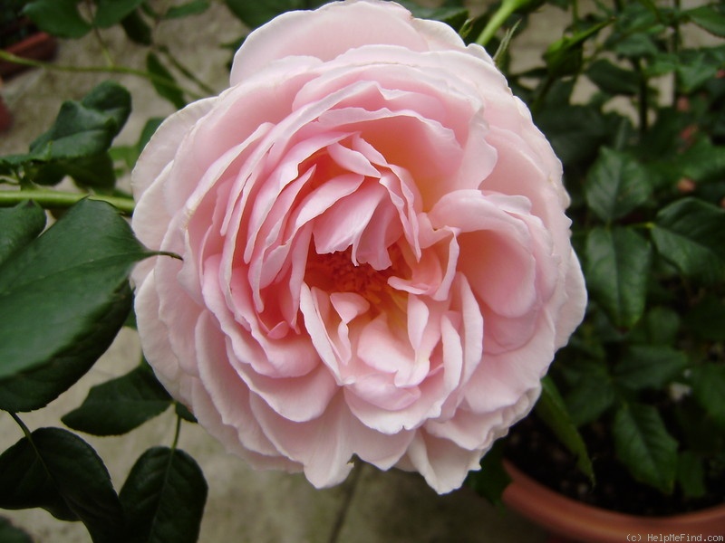 'Heritage ®' rose photo