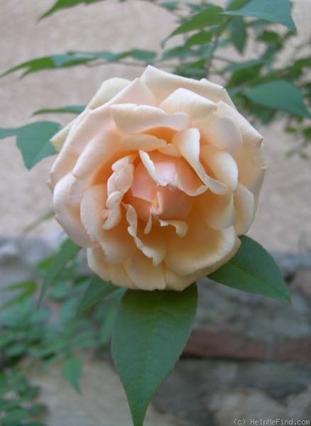 'Nella Fantasia' rose photo