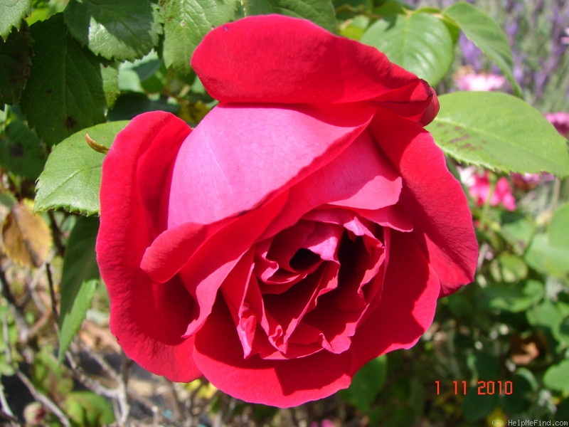 'Gén. Jacqueminot (hybrid perpetual, Roussel, 1853)' rose photo