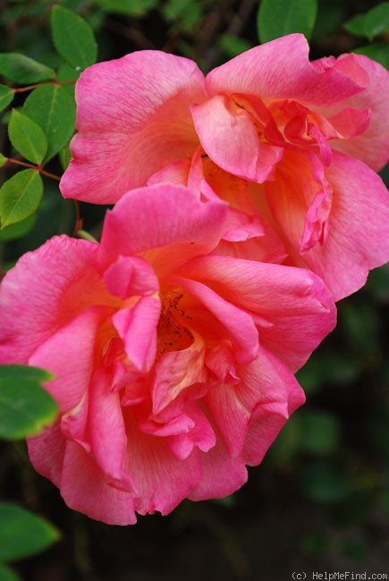 'Comtesse du Cayla' rose photo