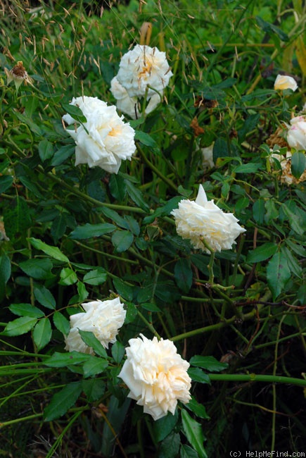 'Baby Alberic' rose photo
