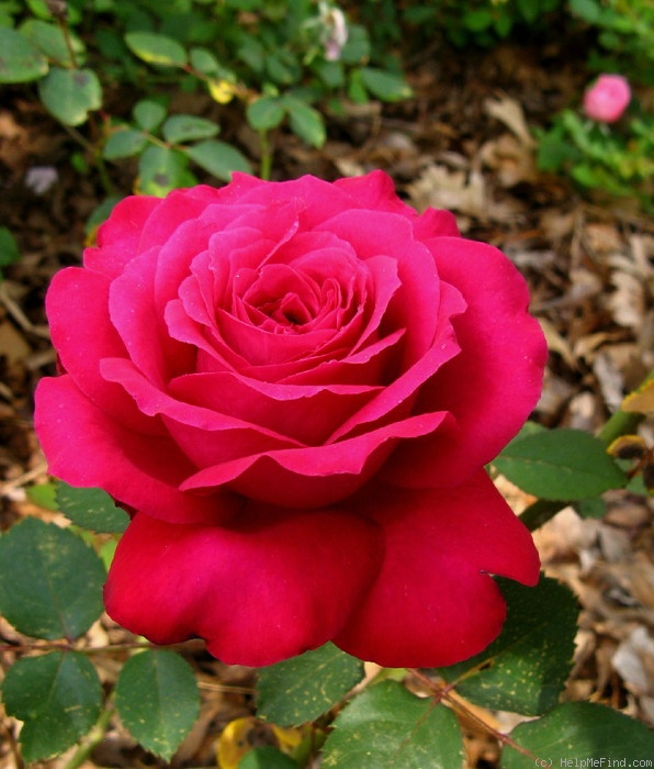 'Lotus Rose' rose photo