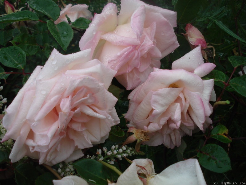 'Jean Ducher' rose photo