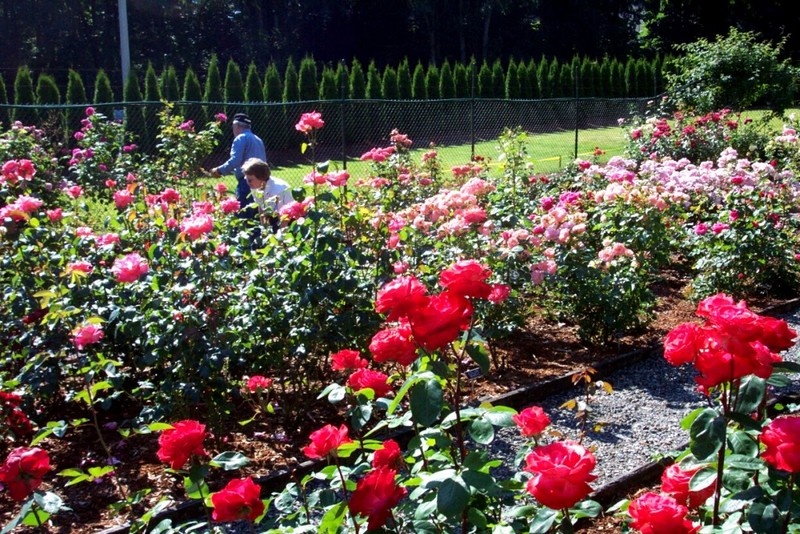 'Centennial Garden, Olympia Rose Society'  photo