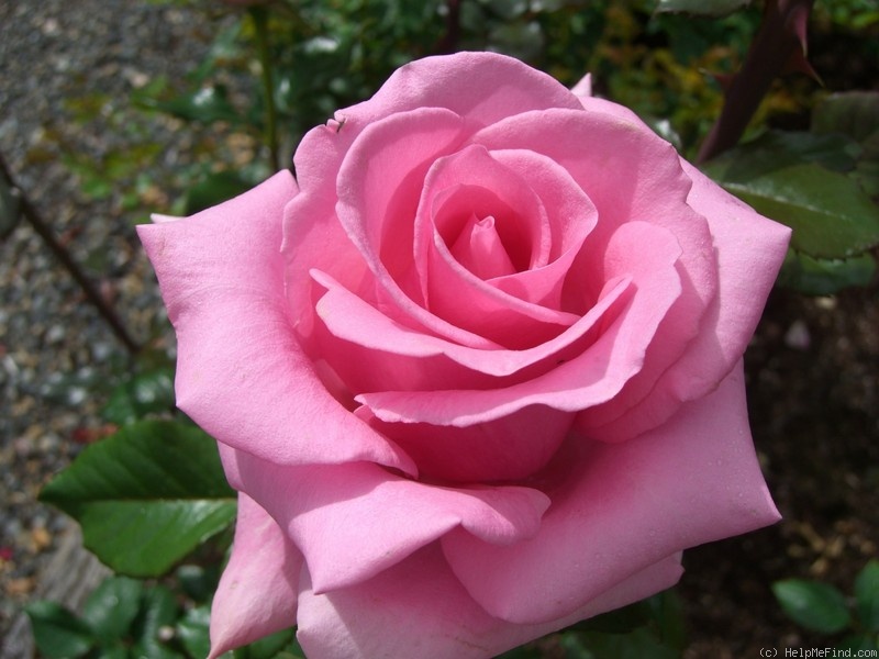'Andrea Stelzer' rose photo