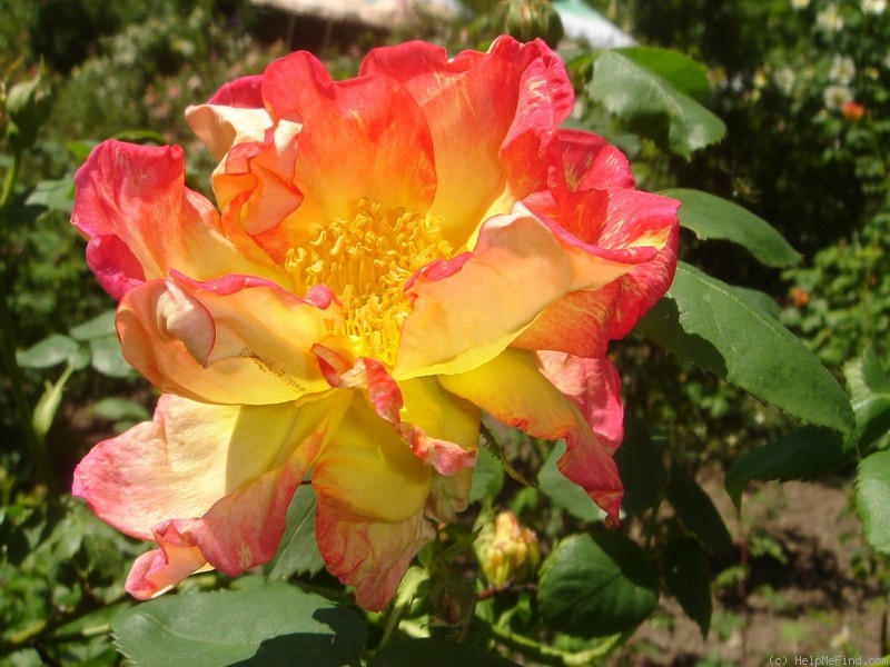 'Schmetterling' rose photo