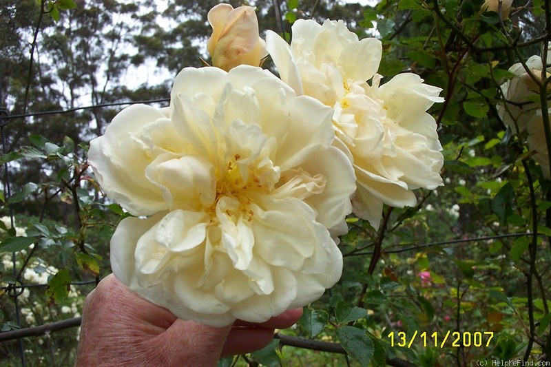 'Gardenia (rambler, Horvath, 1899)' rose photo