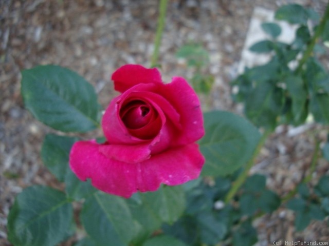 'Della Reese ™' rose photo