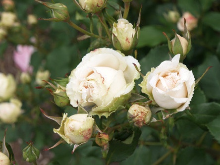 'Perl-Ilseta ®' rose photo