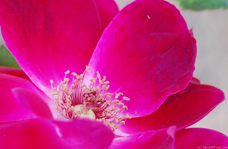 'Bardou Job' rose photo