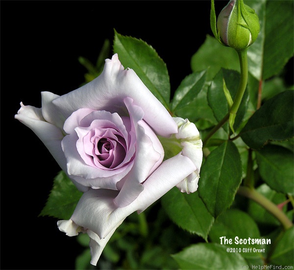 'The Scotsman™ (hybrid tea, Olesen, 2000)' rose photo