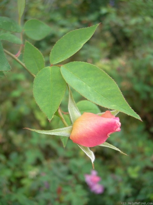 'AMCXRB' rose photo