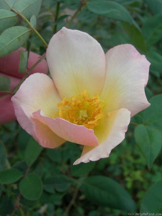 'AMCXRB' rose photo