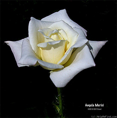 'Angela Merici (Hybrid Tea, Lens, 1962)' rose photo