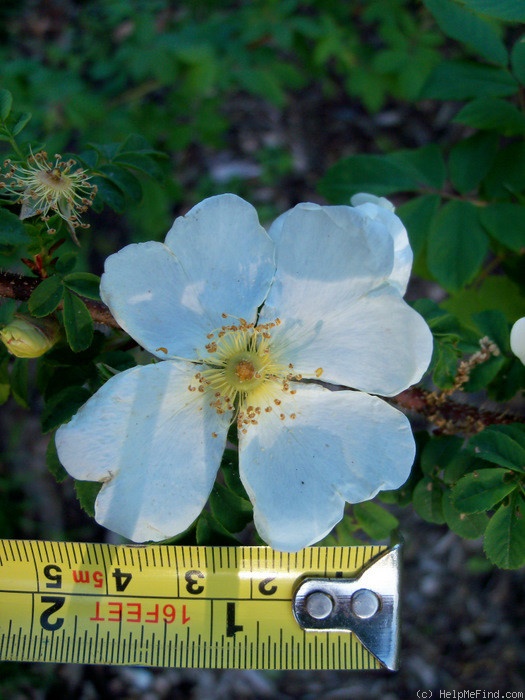 'R. sericea pteracantha' rose photo