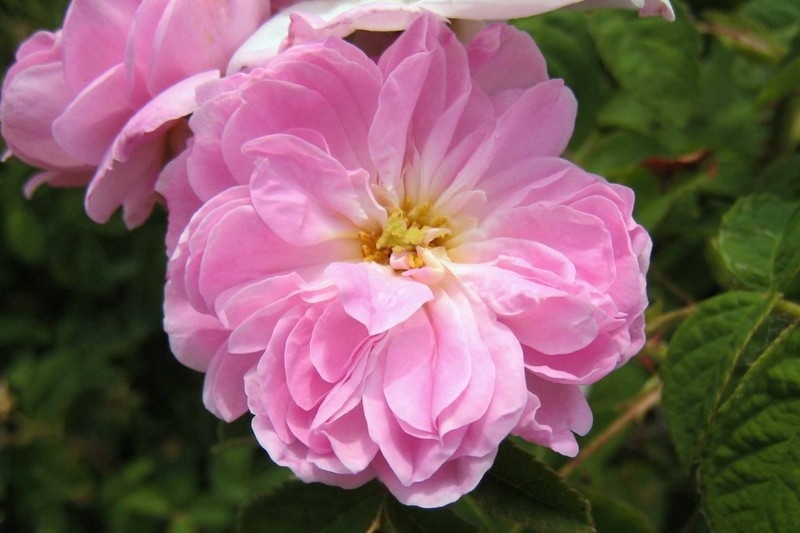 'Agatha Incarnata' rose photo