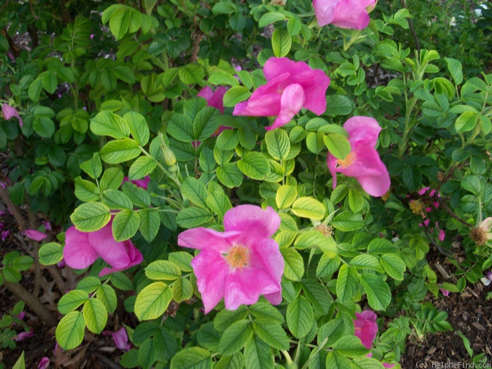 'Frau Dagmar Hastrup' rose photo