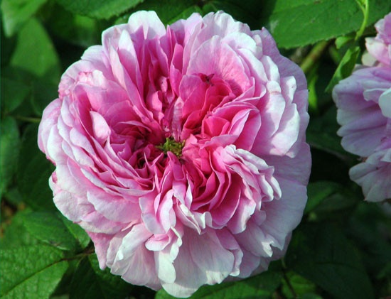 'Henri Foucquier' rose photo