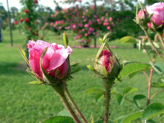 '<i>Rosa</i> X <i>centifolia</i>' rose photo