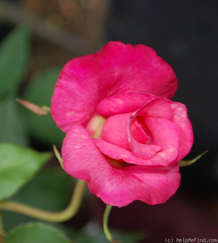 'Comtesse Festetics Hamilton' rose photo