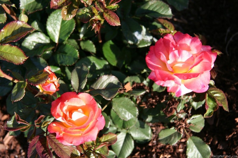 'Moyland' rose photo