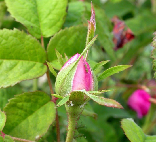 'Duchesse de Rohan (damask perpetual, Lévêque, 1846)' rose photo