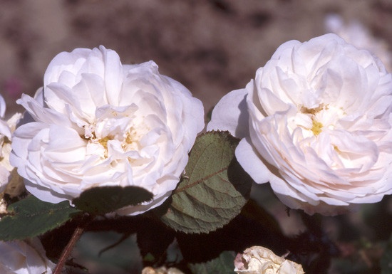 'White Provence' rose photo