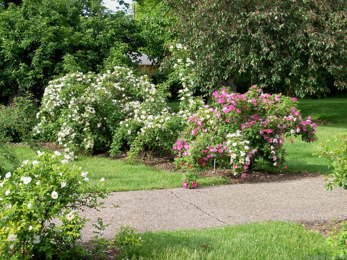 'Nevada (shrub, Dot, 1927)' rose photo
