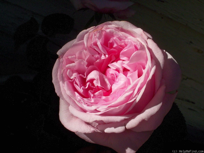 'Pretty Jessica' rose, click to enlarge 'Pretty Jessica' rose photo