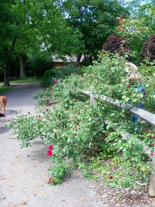 'Dublin Bay' rose photo